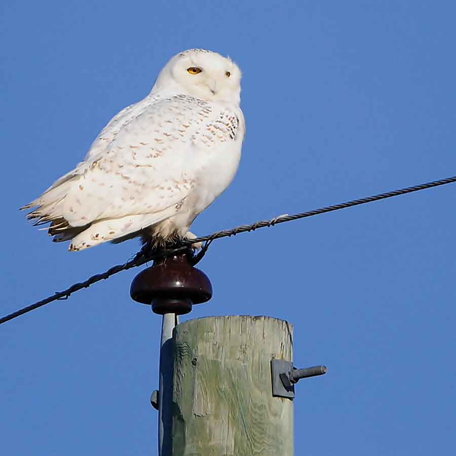 A Snowy owl on a pole was spotted by Chris Benson