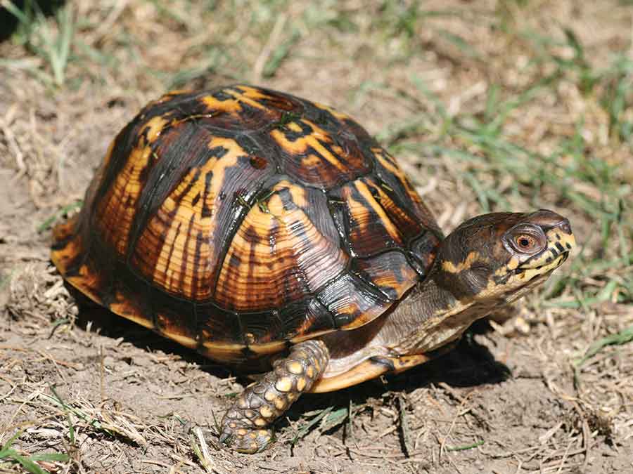 An eastern box turtle is shown. An RM of Gimli resident had two box turtles (not exactly as illustrated) stolen from his home in July