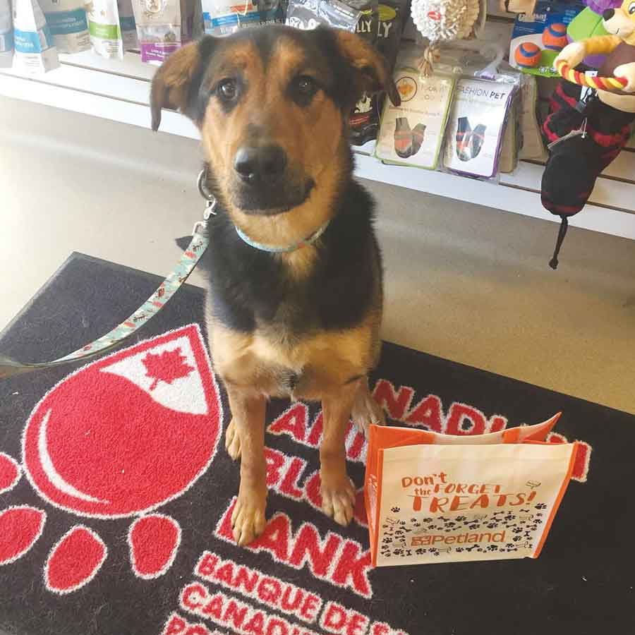 Zeus, a Morden Veterinary Clinic patient, proudly poses after donating blood to the Canadian Animal Blood Bank. Your dog can donate blood to another dog in need at one of CABB’s clinics, including one hosted at the Morden Veterinary Clinic Aug. 26. Zeus’ sister, Lucky, is also a registered donor