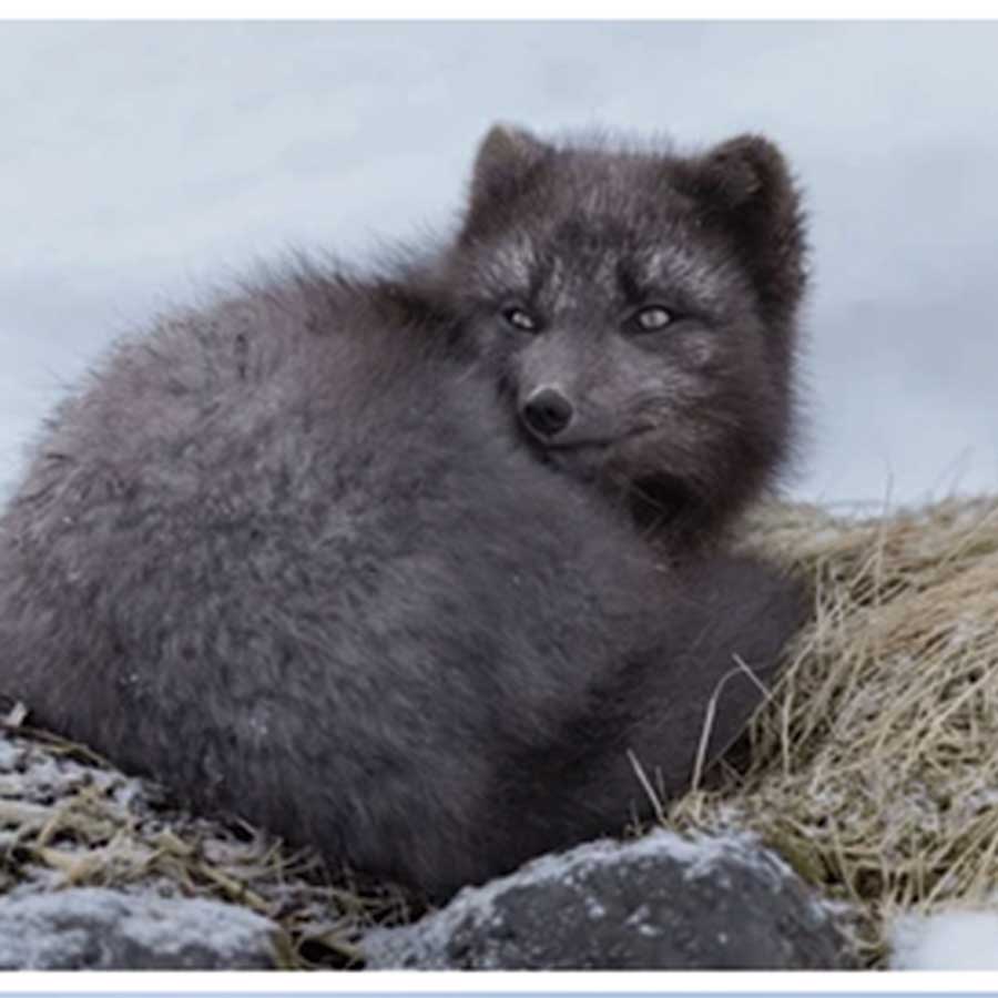 The Arctic fox, Iceland’s only native land mammal, will be the focus of a free public talk Oct. 5 at Arborg Heritage Village
