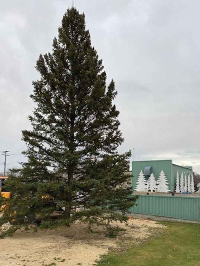 Arborg’s last cut tree stands near the Water Treatment Plant, backed by the Creative Cocoon’s wooden tree and deer display. It will be lit Nov. 28