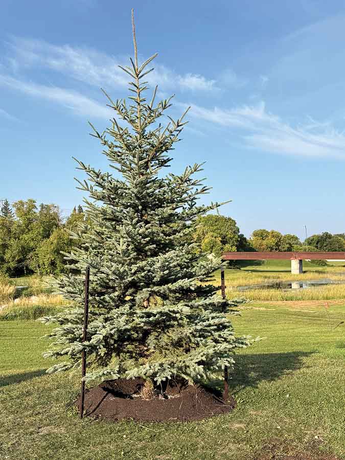Arborg’s new permanent Christmas tree—a young blue spruce planted in Firefighters Memorial Park—will take over the annual lighting tradition beginning next year