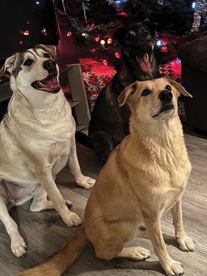 Dog-item donations are being accepted at 204 Main St. in Woodlands and Brake Family Auto in Stonewall for Spirit of Hope Rescue until Dec. 20. The Christmas drive is celebrating its 10th anniversary and has grown every year. Pictured, left to right: Stormey, Finny, Teak are among the dogs that have benefited from previous Spirit of Hope donation drives