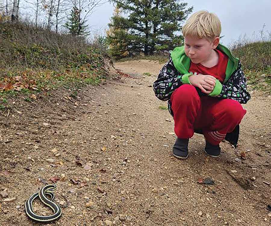 A child watches a garter snake at the den on RM-owned land north of Gimli