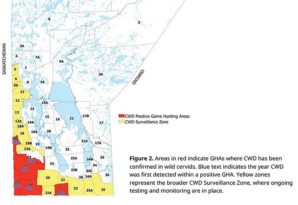 The province’s latest CWD Summary Report for the 2024-2025 hunting season shows positive CWD cases by region