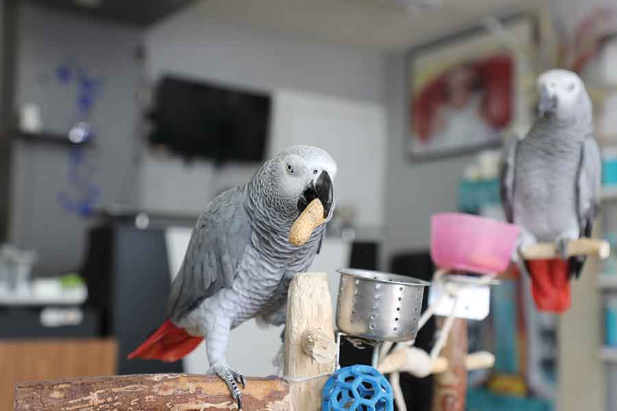 Ricco earns a peanut for dancing