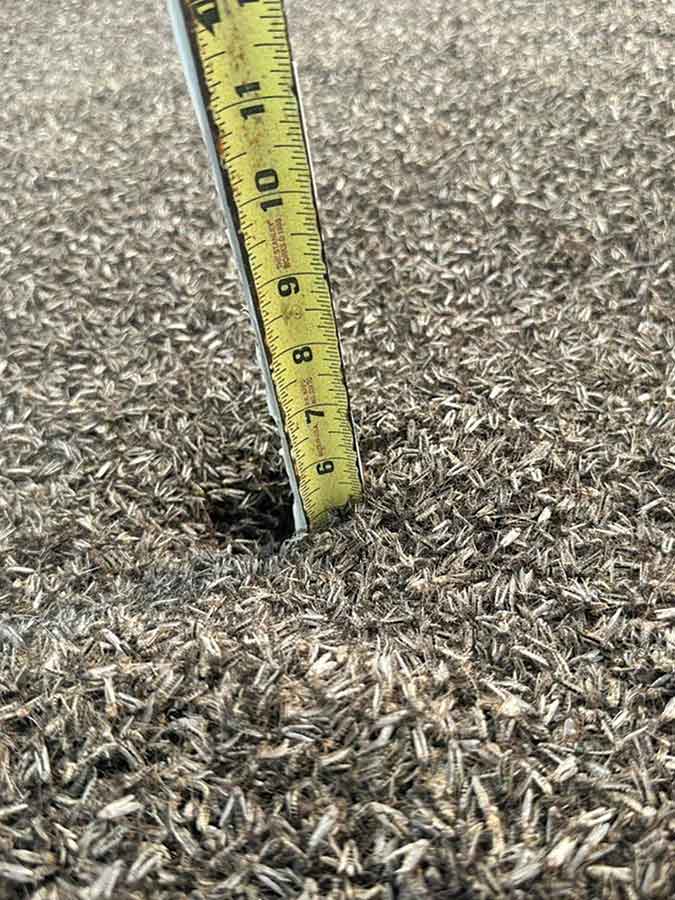 Ankle-deep piles of midges