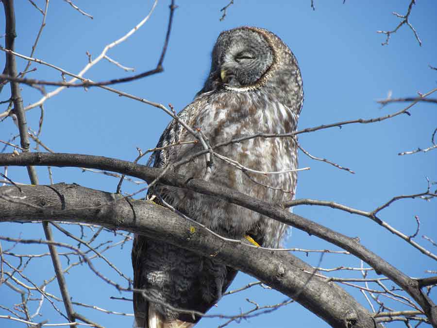A great gray owl perches near the Boyne River