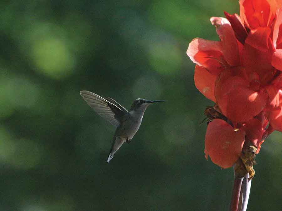 A hummingbird visits the Boyne River