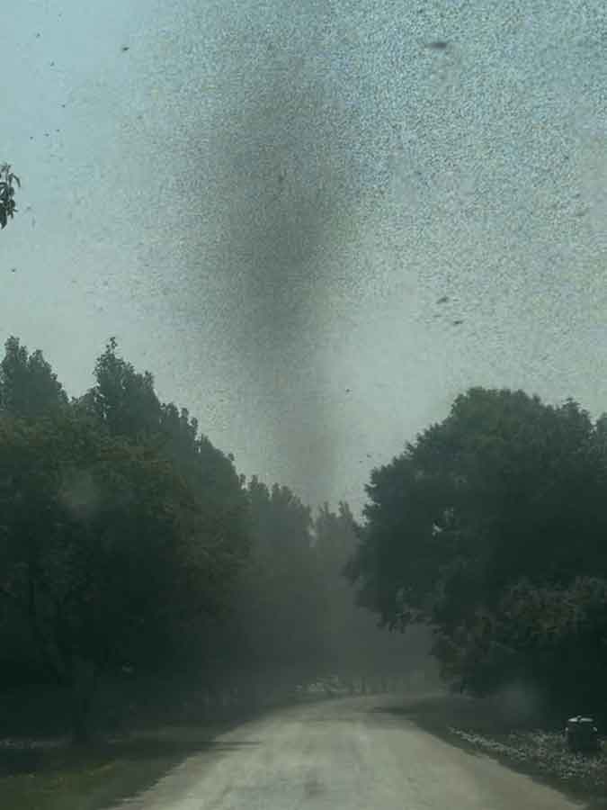 A still from a video Johnson took shows clouds of midges over a backroad