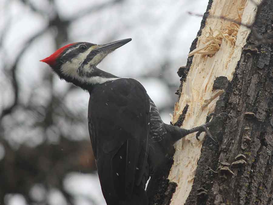 A pileated woodpecker pecks at a tree along the Boyne