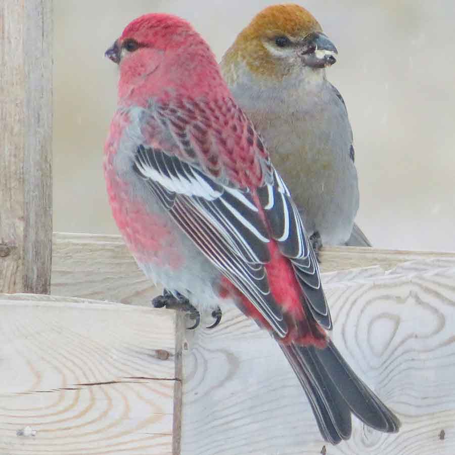 Male (left) and female (right) Pine Grosbeaks visit a feeder during the 63rd annual Balmoral Christmas Bird Count