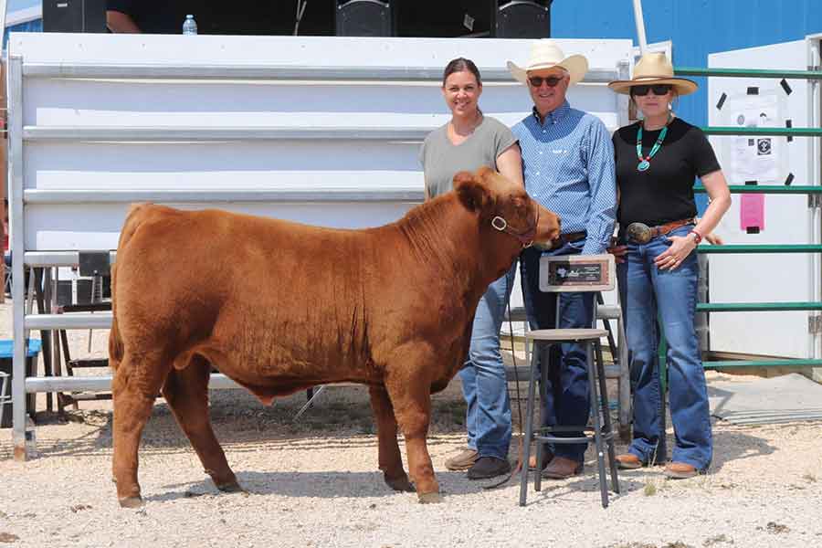 Champion Simmental bull. Rainbow River Simmentals. Pictured Jennilee Stewart and Judges Carmen and Donna Jackson
