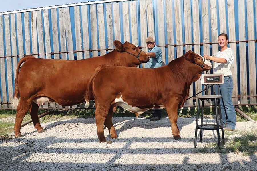 Champion Simmental female exhibited by McIntosh Ranch