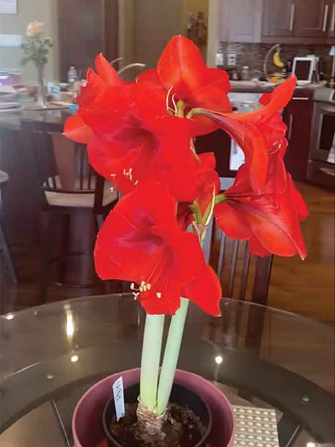 Barb Lepp’s amaryllis produced seven blooms at once, bringing a burst of colour indoors during the winter months