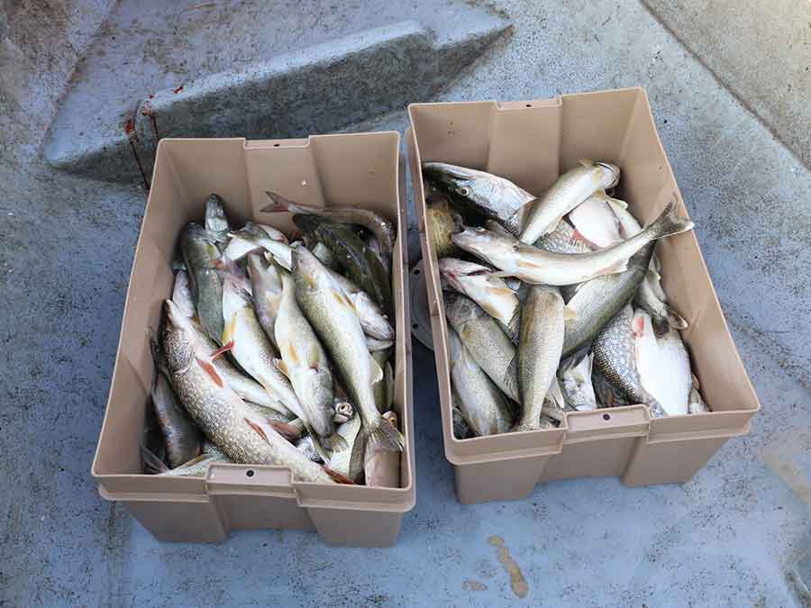 Wild-caught Lake Winnipeg fish such as pickerel, whitefish and pike is shown