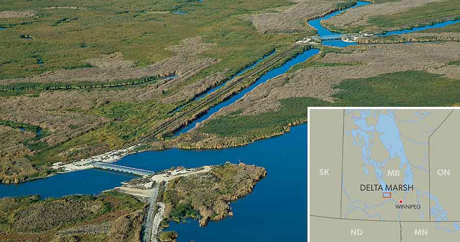 Delta Marsh provides vital habitat for swans, ducks and other migratory birds. Critics of a proposed tundra swan hunting season say protecting long-term species management must remain a priority