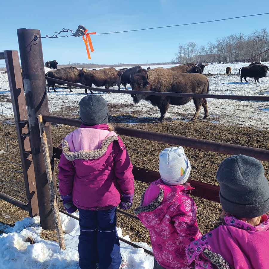 Earle’s and McInnes’ three daughter look out into their bison ranch