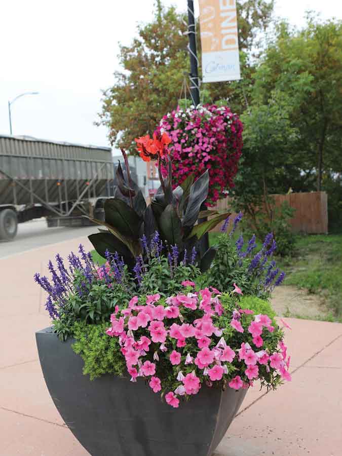 Colourful planters installed throughout Carman in 2025 helped brighten the community’s streets and public spaces. Floral displays like these are one of the elements Communities in Bloom judges will consider when evaluating Carman during the 2026 Manitoba Communities in Bloom program