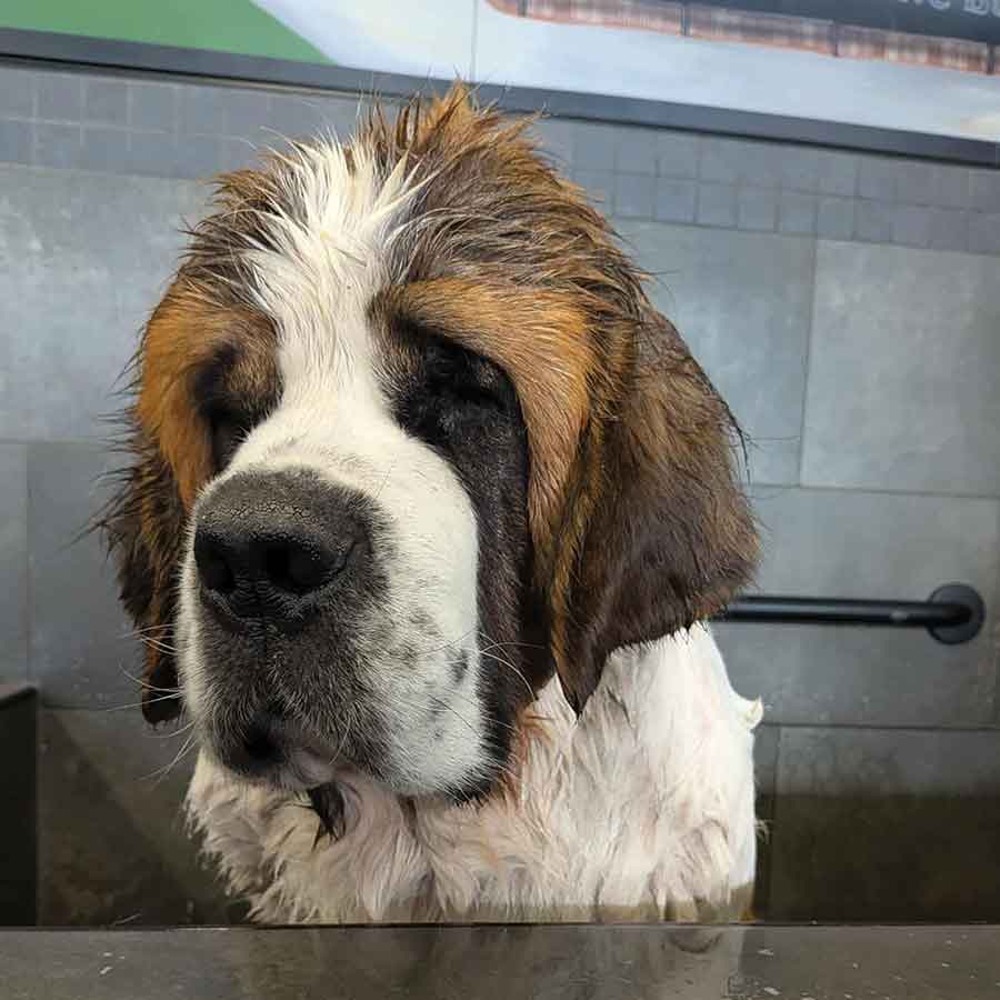 Grateful Friends Animal Rescue is raising funds to support Gretel, a Saint Bernard currently receiving life-saving heartworm treatment