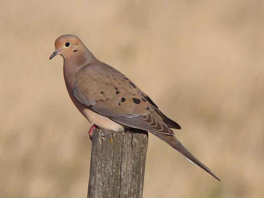 A mourning dove perches on a fence post in Manitoba. The species is among those being considered for a potential hunting season under a federal Notice of Consideration