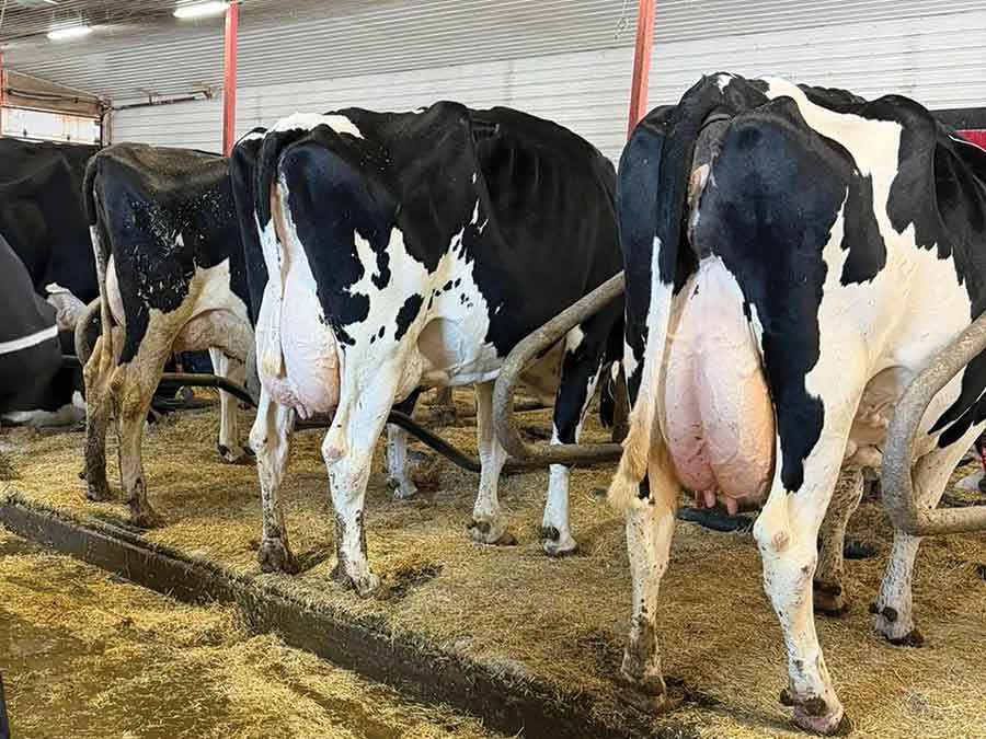 The Mason Farms herd is evaluated during a recent classification visit that saw three cows earn excellent status