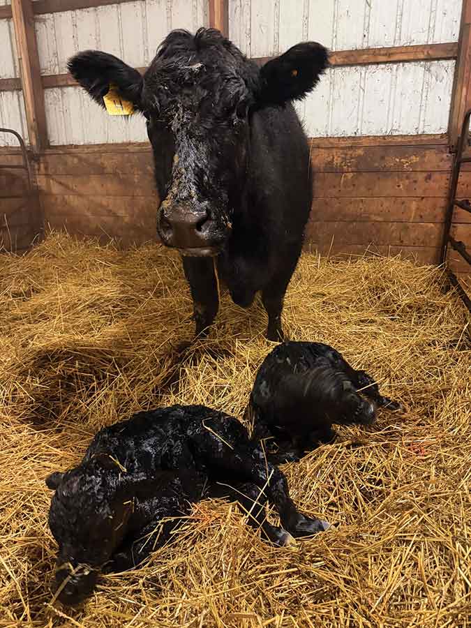 “Girl 4,” a standout cow at Mason Farms, is pictured with her latest set of twin calves — marking the fourth consecutive year she has delivered twins