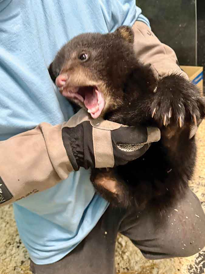 Two orphaned black bear cubs sit huddled together while a third cries out after their mother was illegally shot near Balmoral. The cubs are now in the care of Manitoba Black Bear Rescue