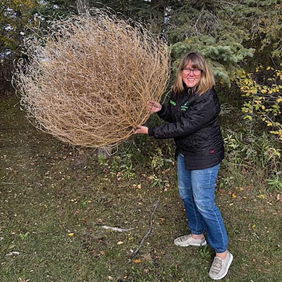 Kochia photos courtesy of Deanna Fridfinnson Bifrost-Riverton landowner Deanna Fridfinnson said she felt she had stepped into a western last year when she saw kochia tumbleweeds rolling across her property and filling ditches