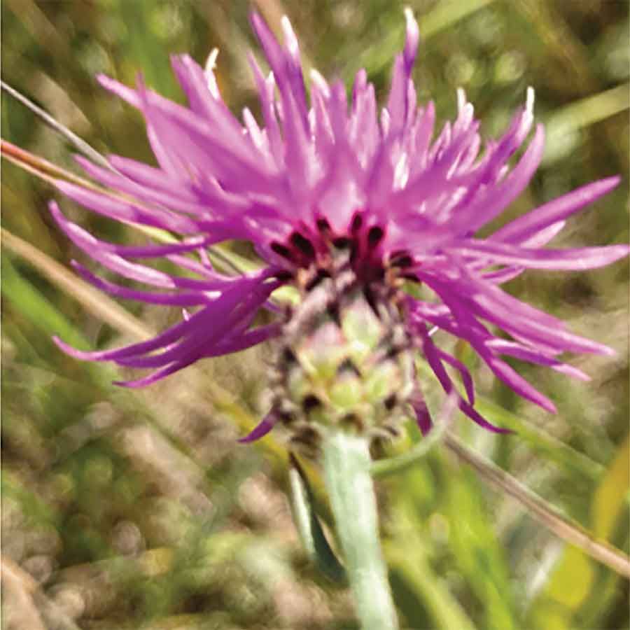 Spotted knapweed reached the Interlake Weed District boundary near Ashern in 2024 and is being monitored; it is identified by black-tipped bracts at the base of the flower