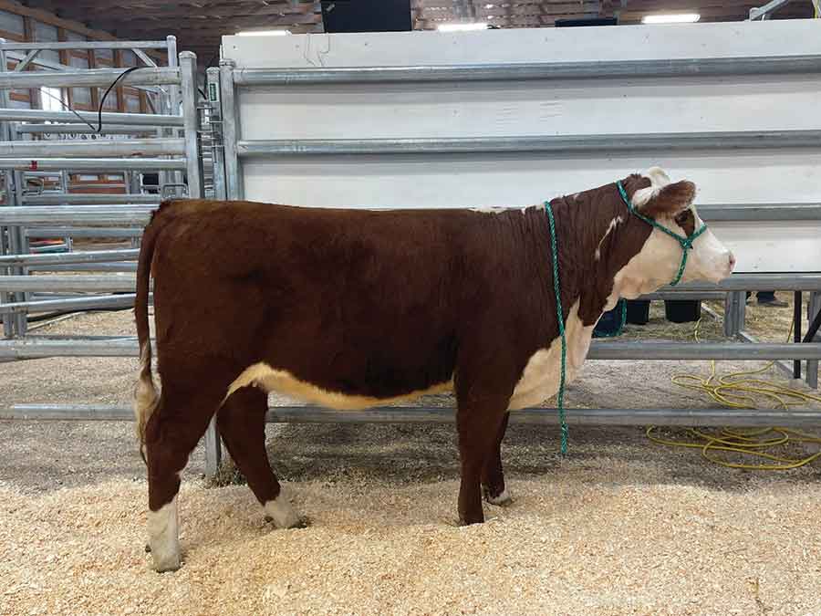 The donated heifer from the 58th annual Lundar Bull Sale was won by Raymond Bazinet