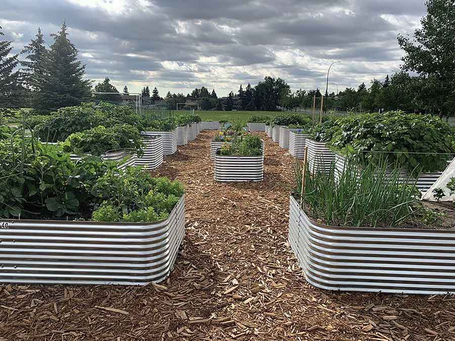 Manitobans are embracing home gardening this spring, using backyard plots, raised beds and containers to grow fresh produce while taking advantage of the province’s short but productive growing season