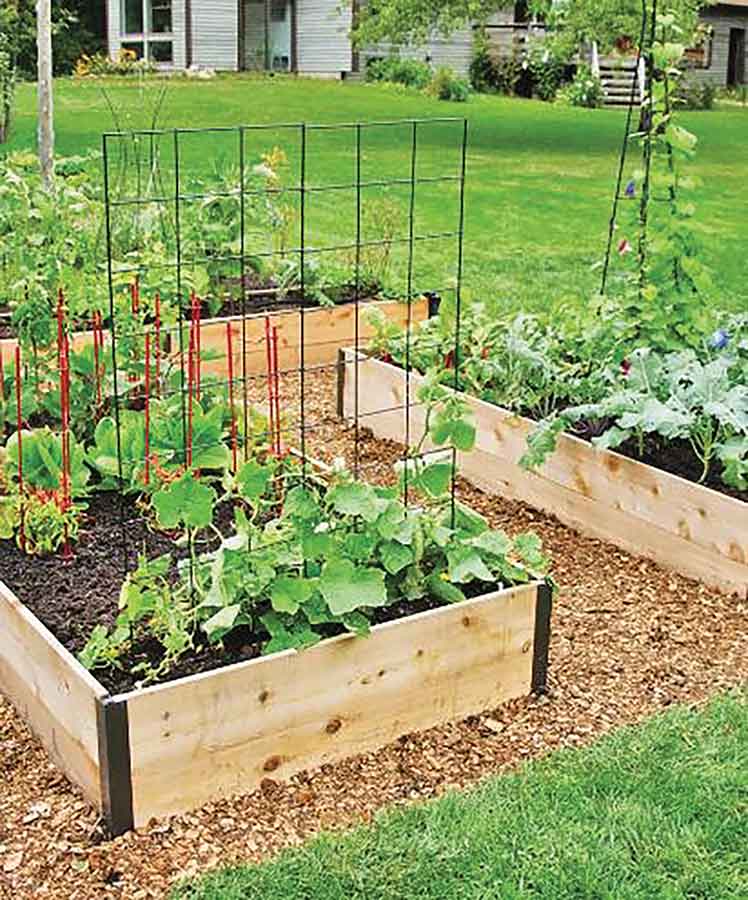 From leafy greens and onions to strawberries and tomatoes, home gardens across Manitoba are filling with fresh produce as more residents turn to growing their own food