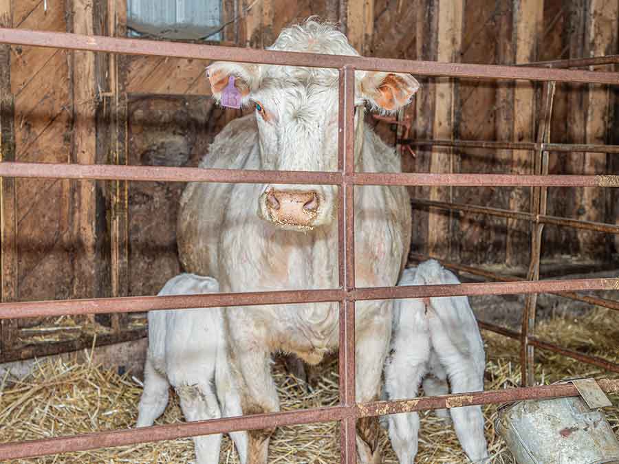 A four-year-old Charolais cow on the Sumka farm with her two calves — a heifer born April 3 and a bull born six days later in a rare delayed twin birth