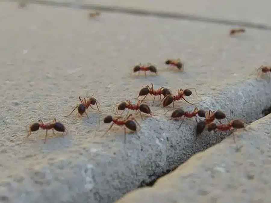 Pavement ants often travel in long trails across floors, under carpets and along kitchen and food preparation areas inside buildings