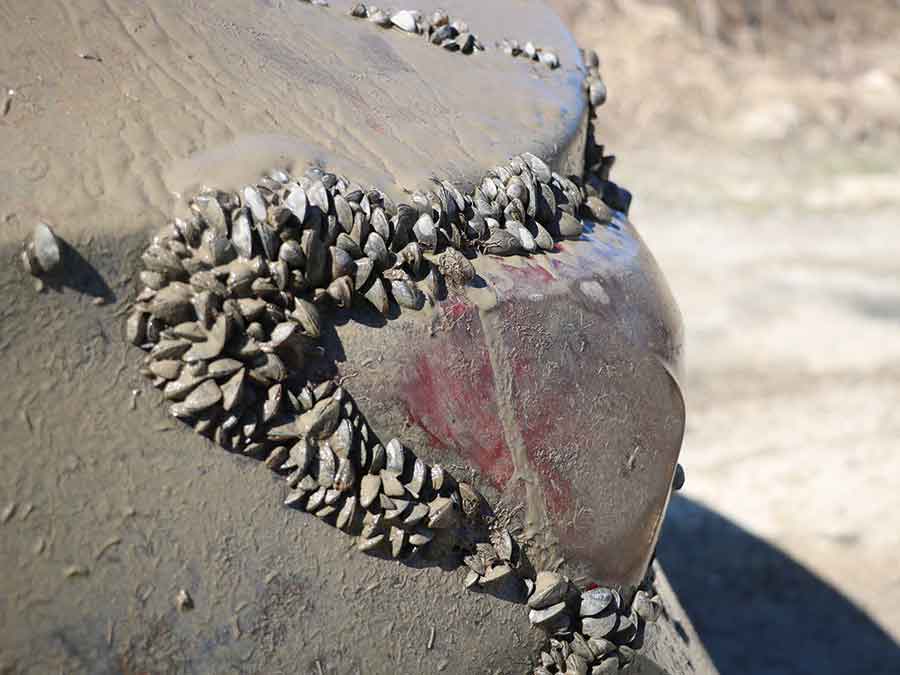 The vehicle was covered in silt and zebra muscles